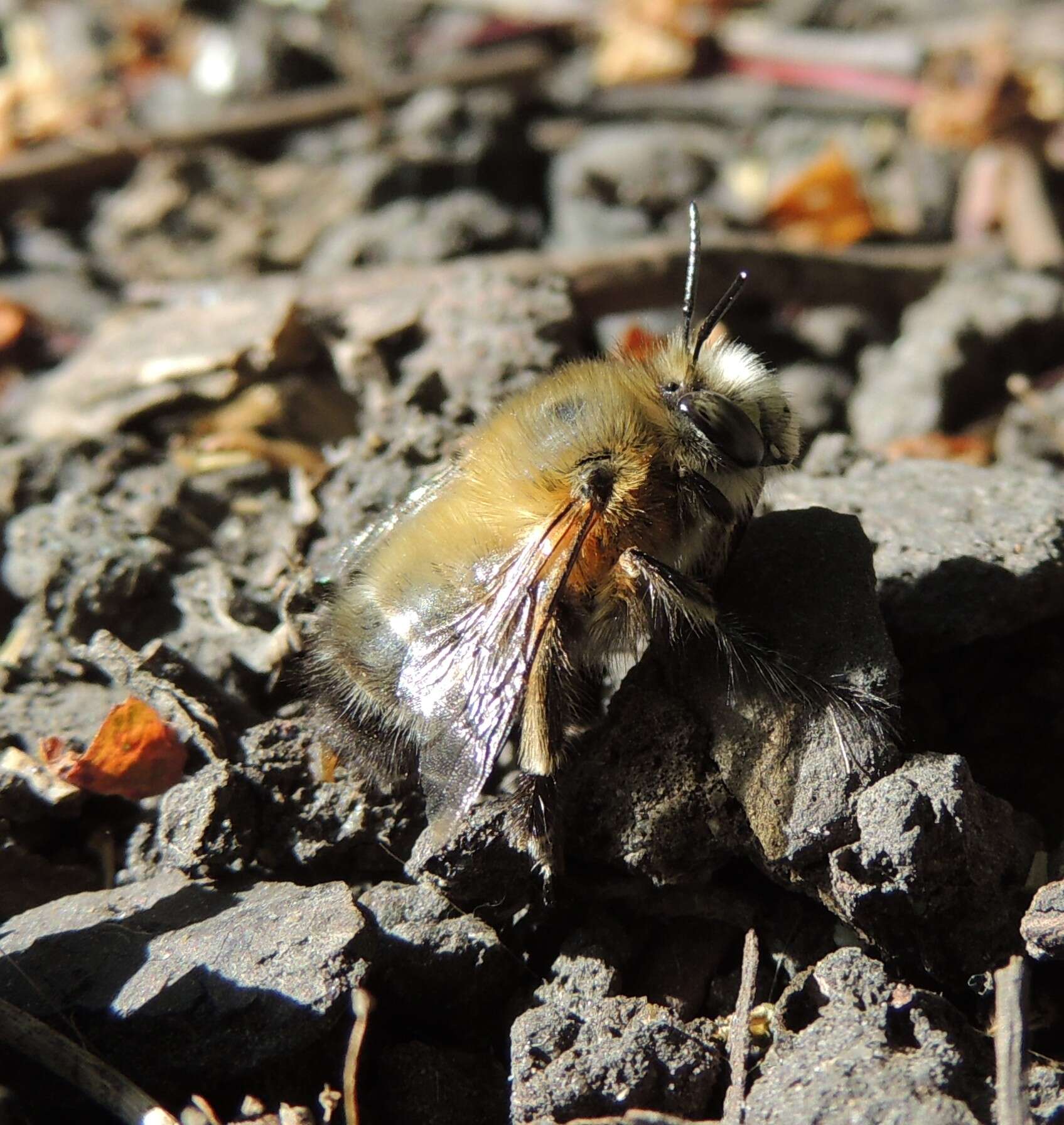 Image of Anthophora plumipes (Pallas 1772)