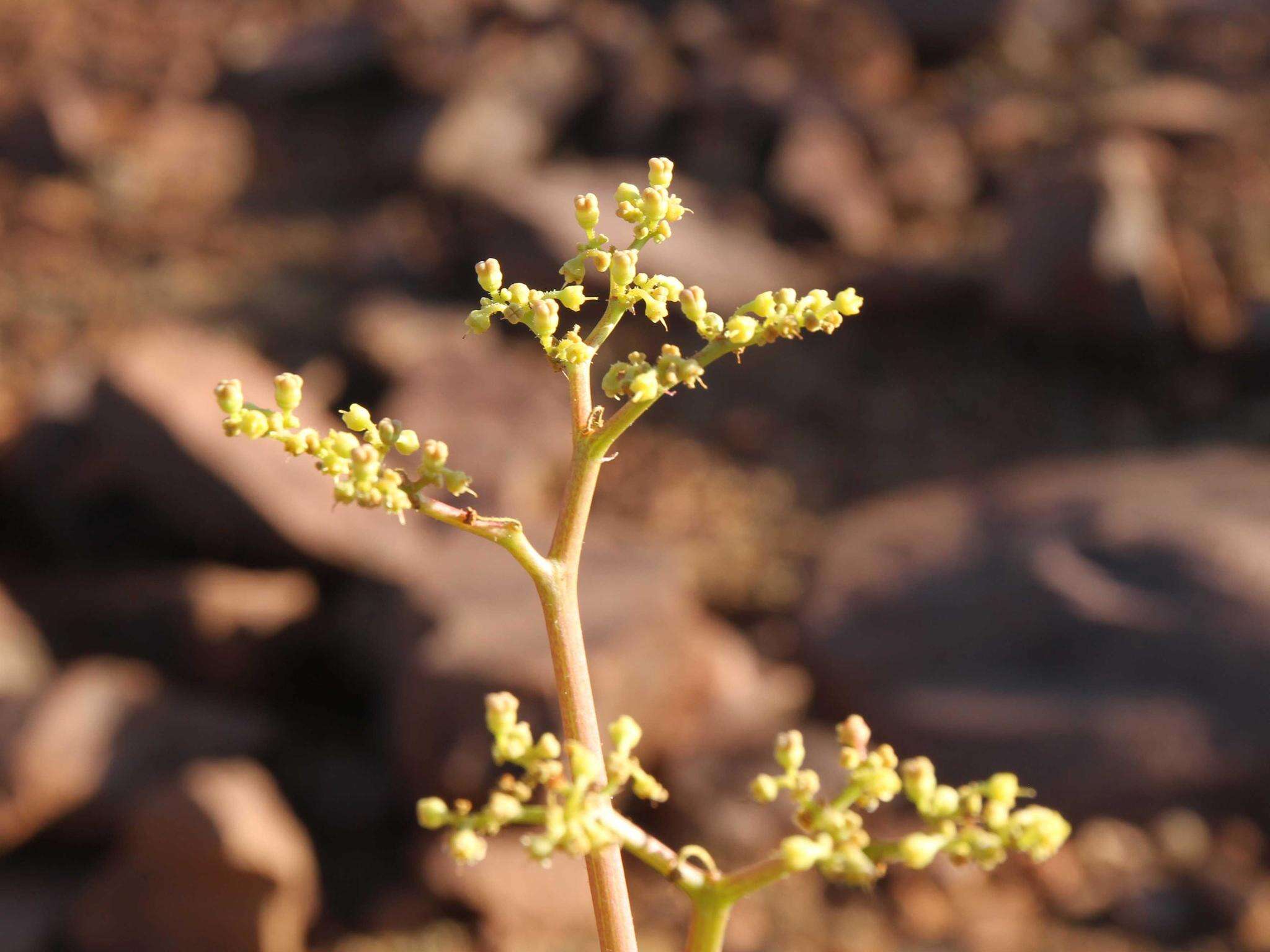 Image of Cyphostemma bainesii (Hook. fil.) Descoings