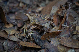 Image of Eupsophus nahuelbutensis Ortiz & Ibarra-Vidal 1992