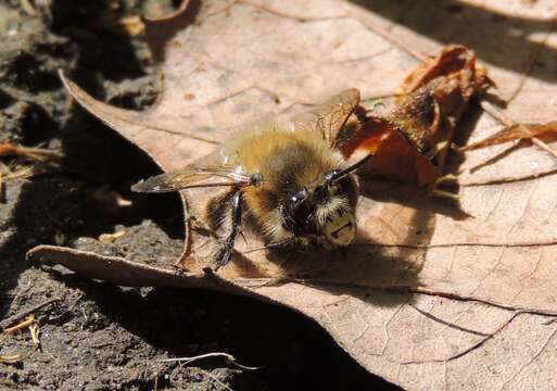 Image of Anthophora plumipes (Pallas 1772)