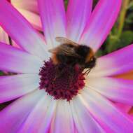 Plancia ëd Bombus pratorum (Linnaeus 1761)