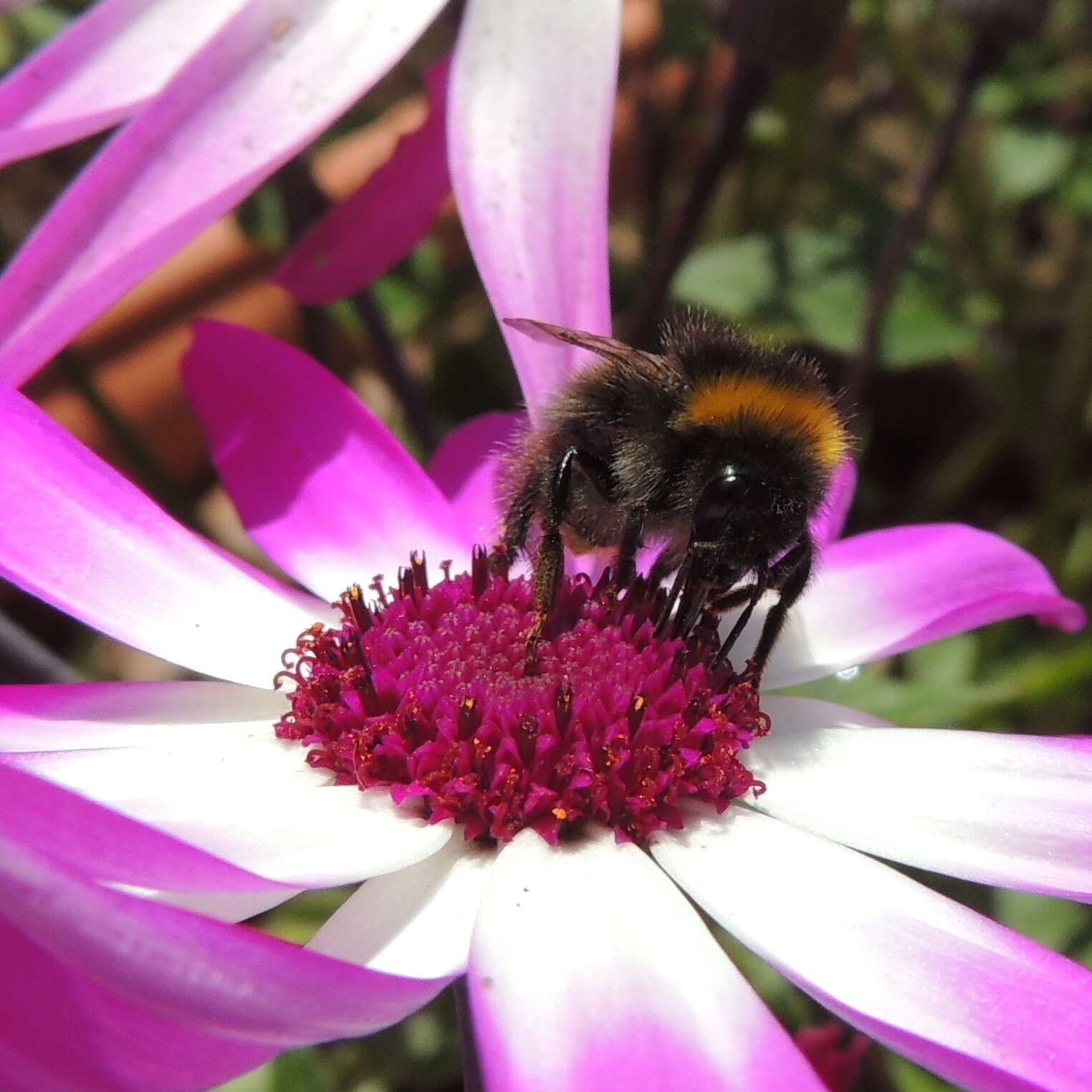 Plancia ëd Bombus pratorum (Linnaeus 1761)