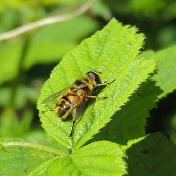 Image of Myathropa florea