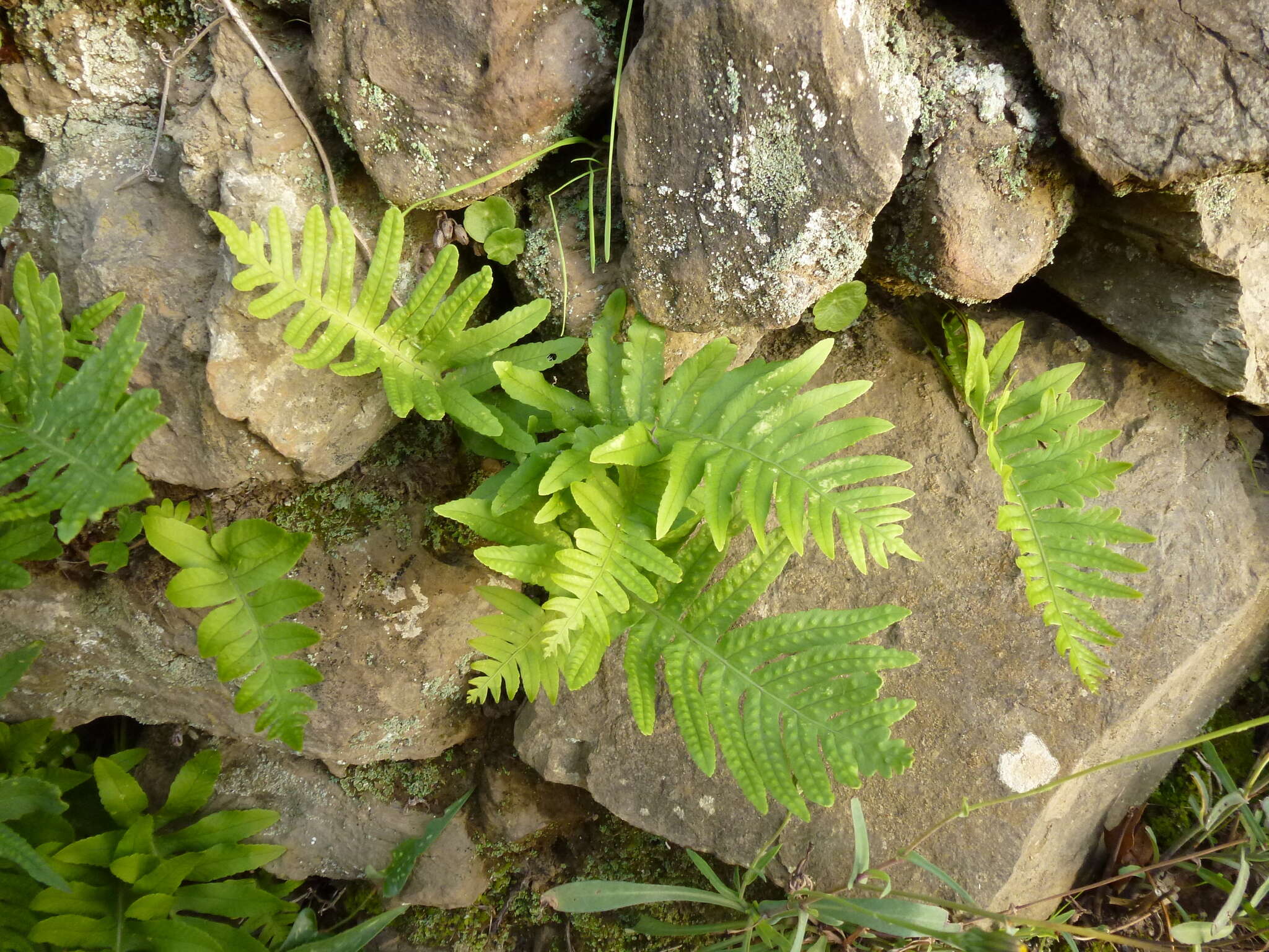 Polypodium cambricum L.的圖片