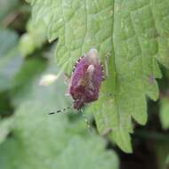 Image of sloe bug