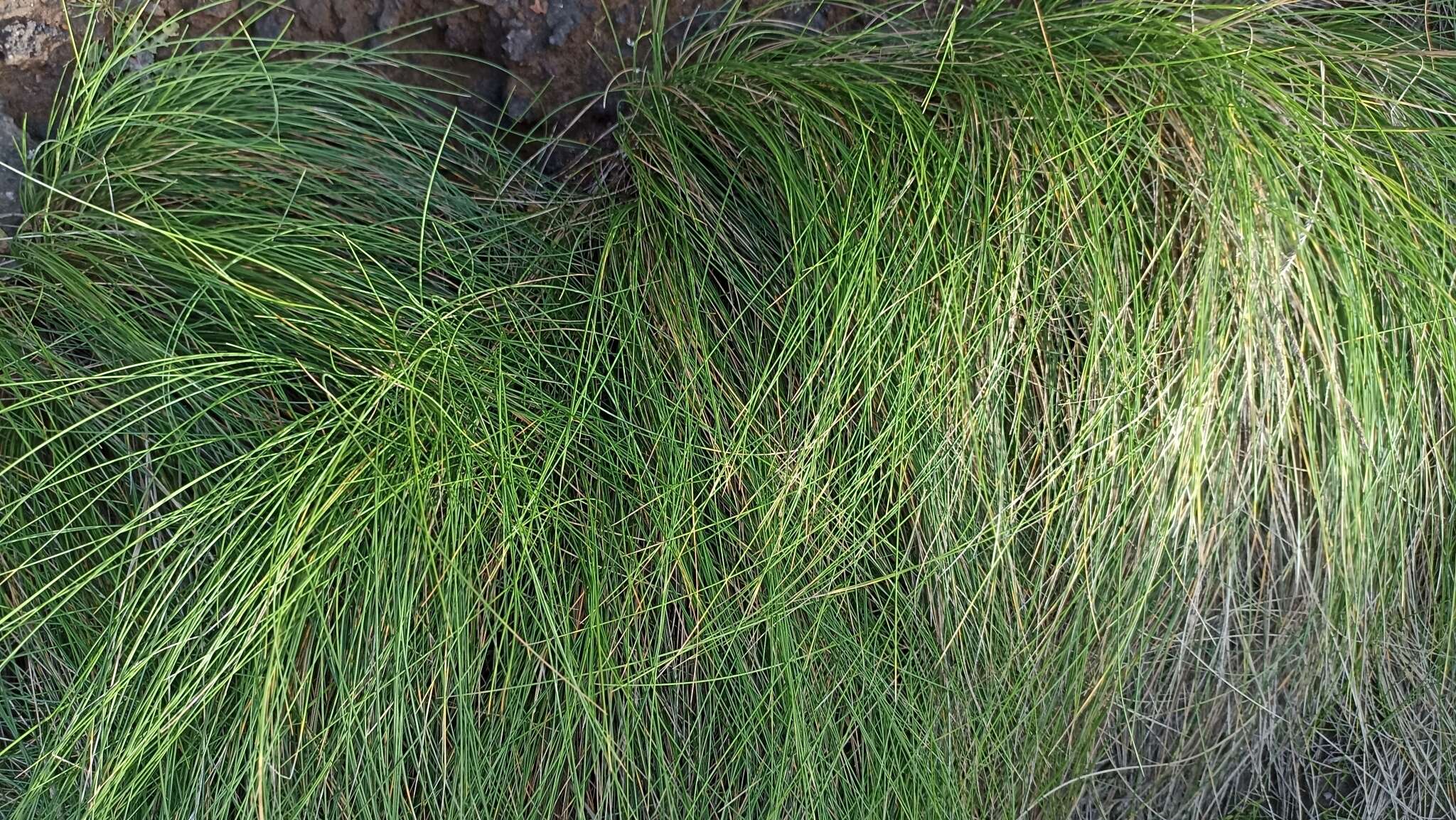 Image of Festuca petraea Guthnick ex Seub.