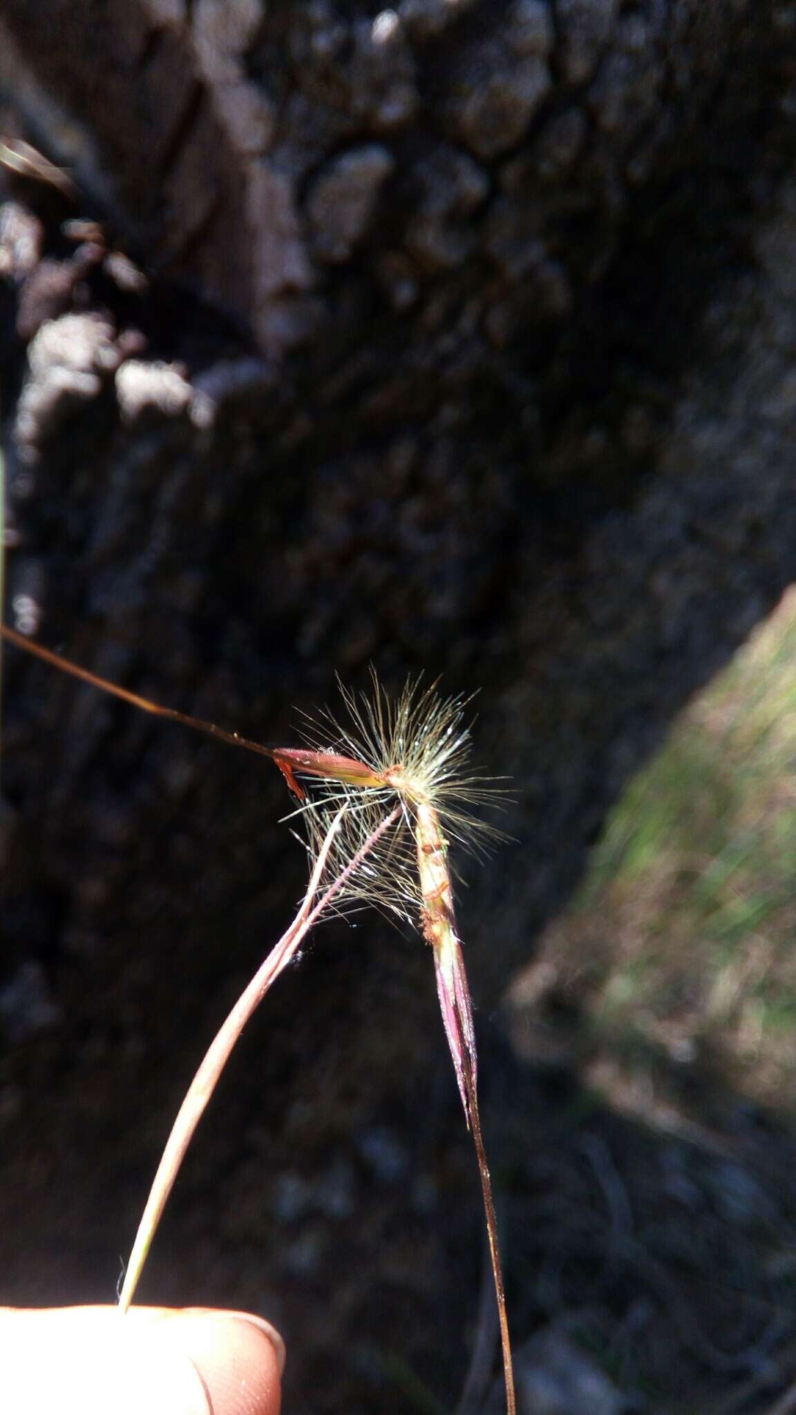 Image of Hyparrhenia newtonii (Hack.) Stapf