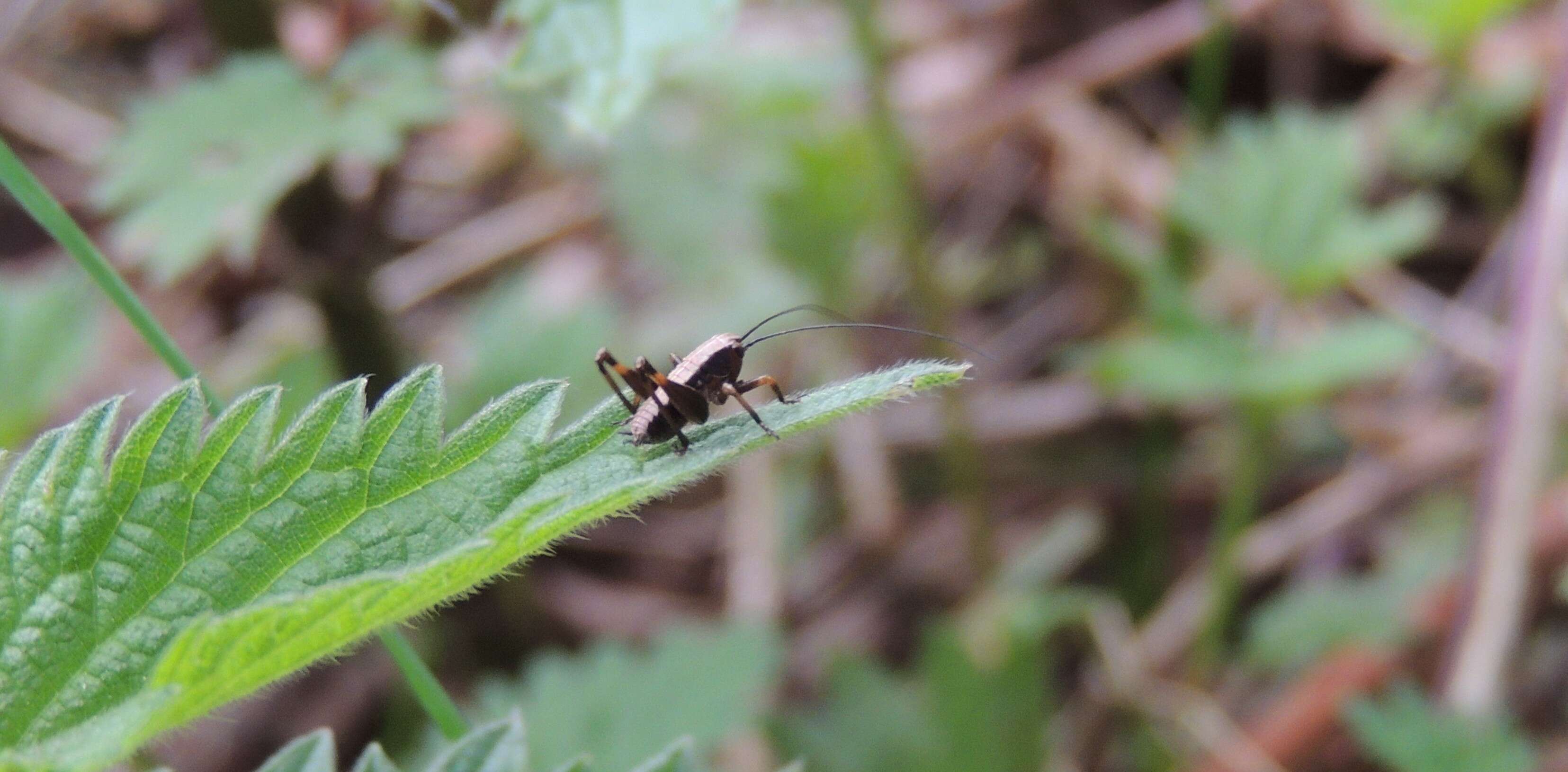 Image of dark bush-cricket