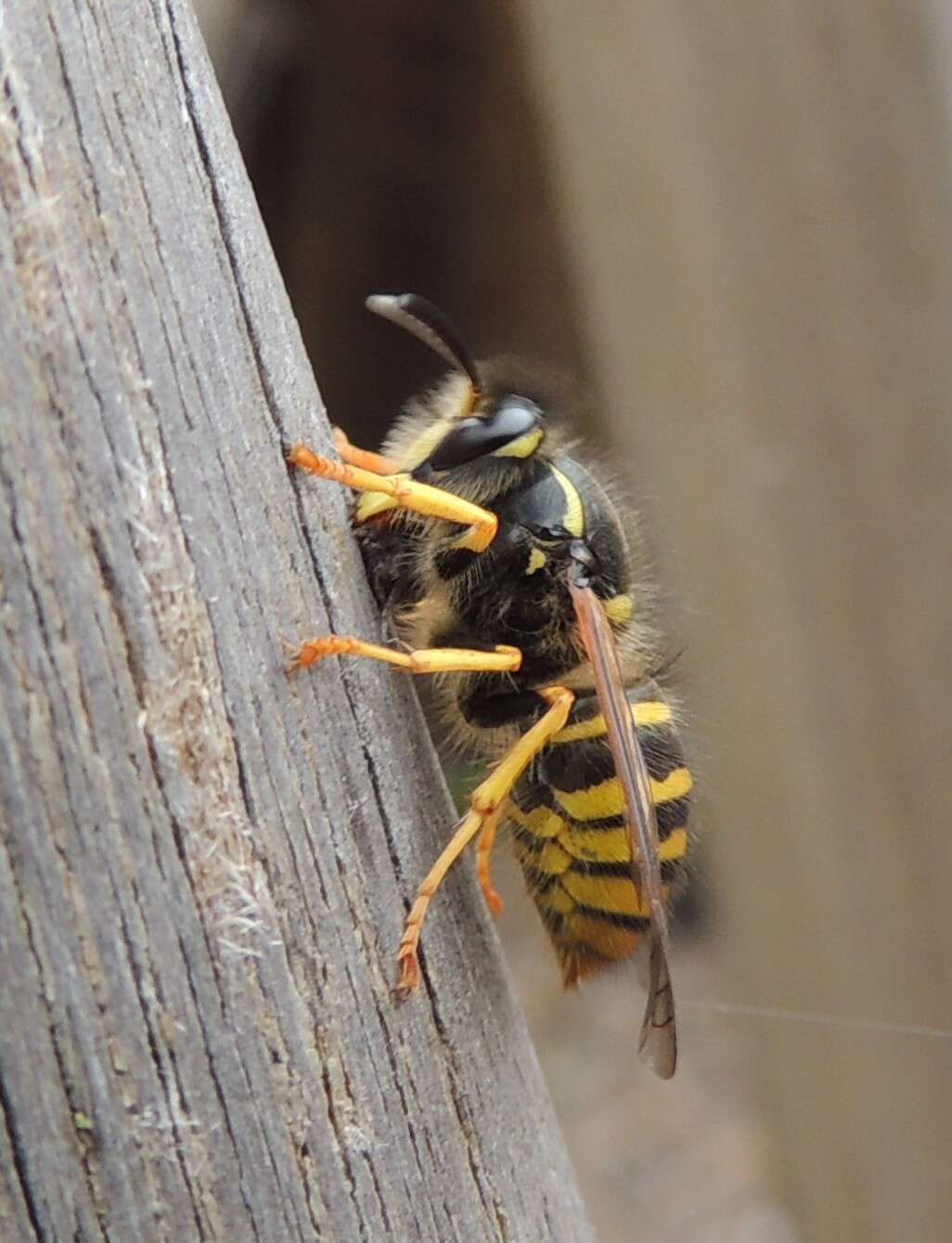 Image of Dolichovespula sylvestris (Scopoli 1763)