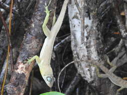 Image of Grenada tree anole