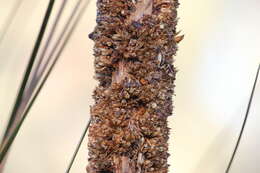 Image of Xanthorrhoea semiplana F. Muell.