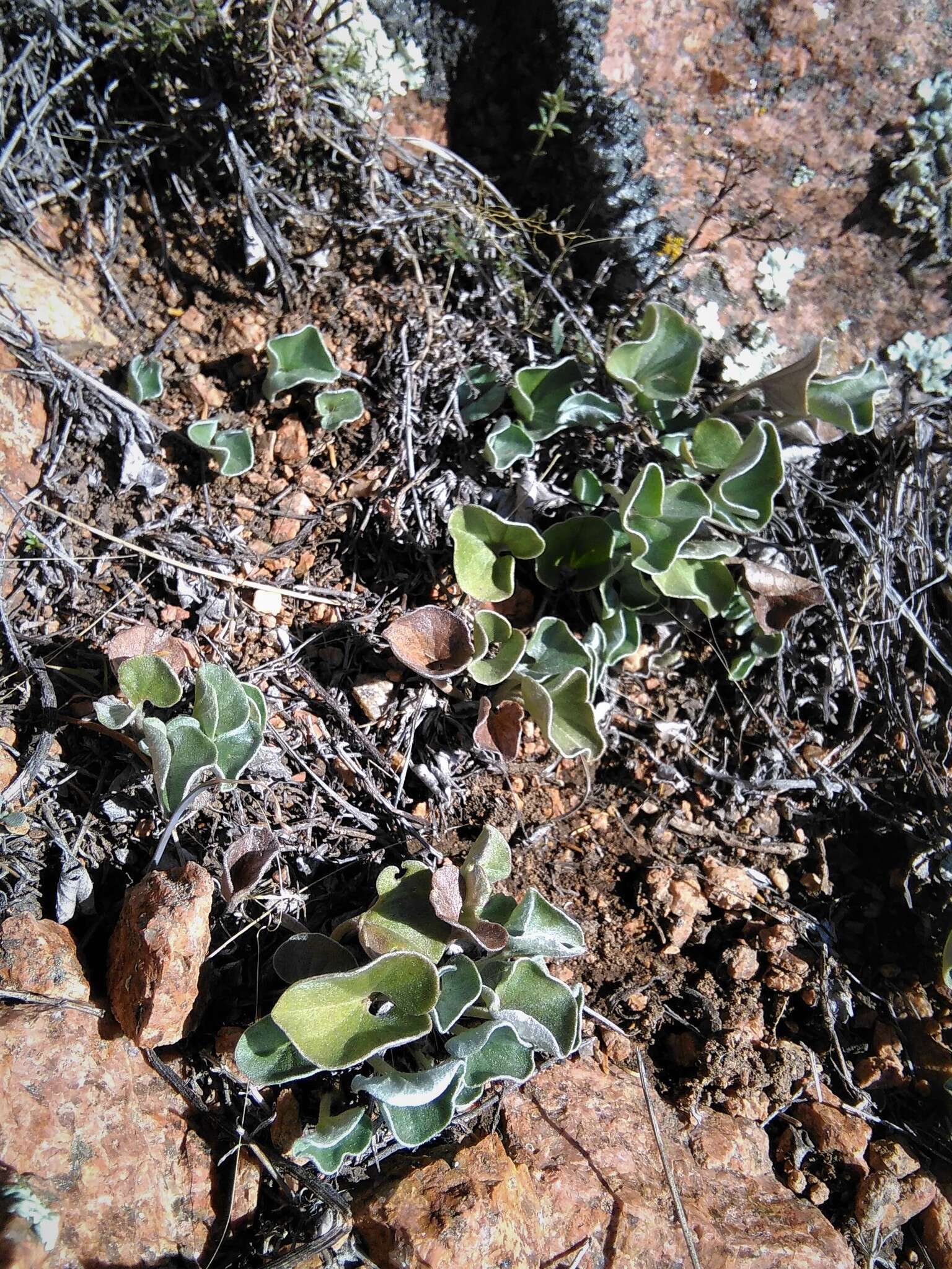 Plancia ëd Dichondra sericea Sw.