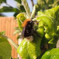 Image of Bombus hypnorum (Linnaeus 1758)