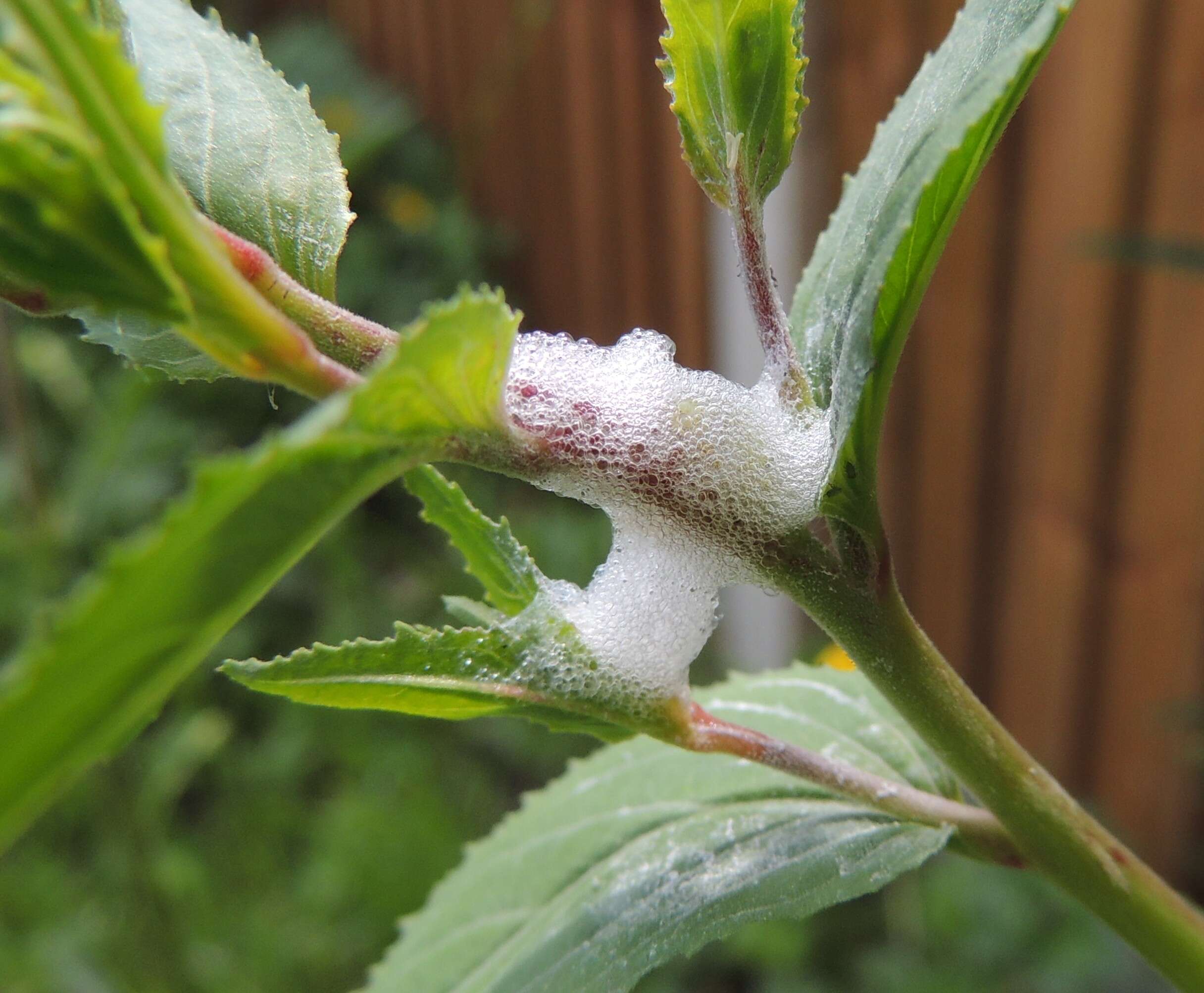 Image of Froghoppers