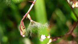 Image of Valeriana flaccidissima Maxim.