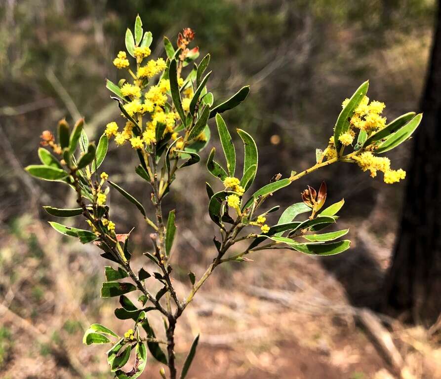 Imagem de Acacia fimbriata A. Cunn. ex G. Don