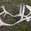 Image of Peary Caribou