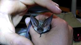 Image of Mountain Long-eared Bat