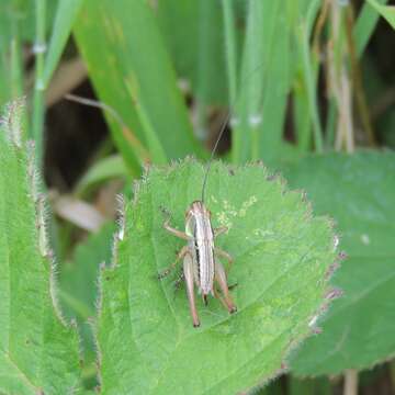 Image of Metrioptera roeselii