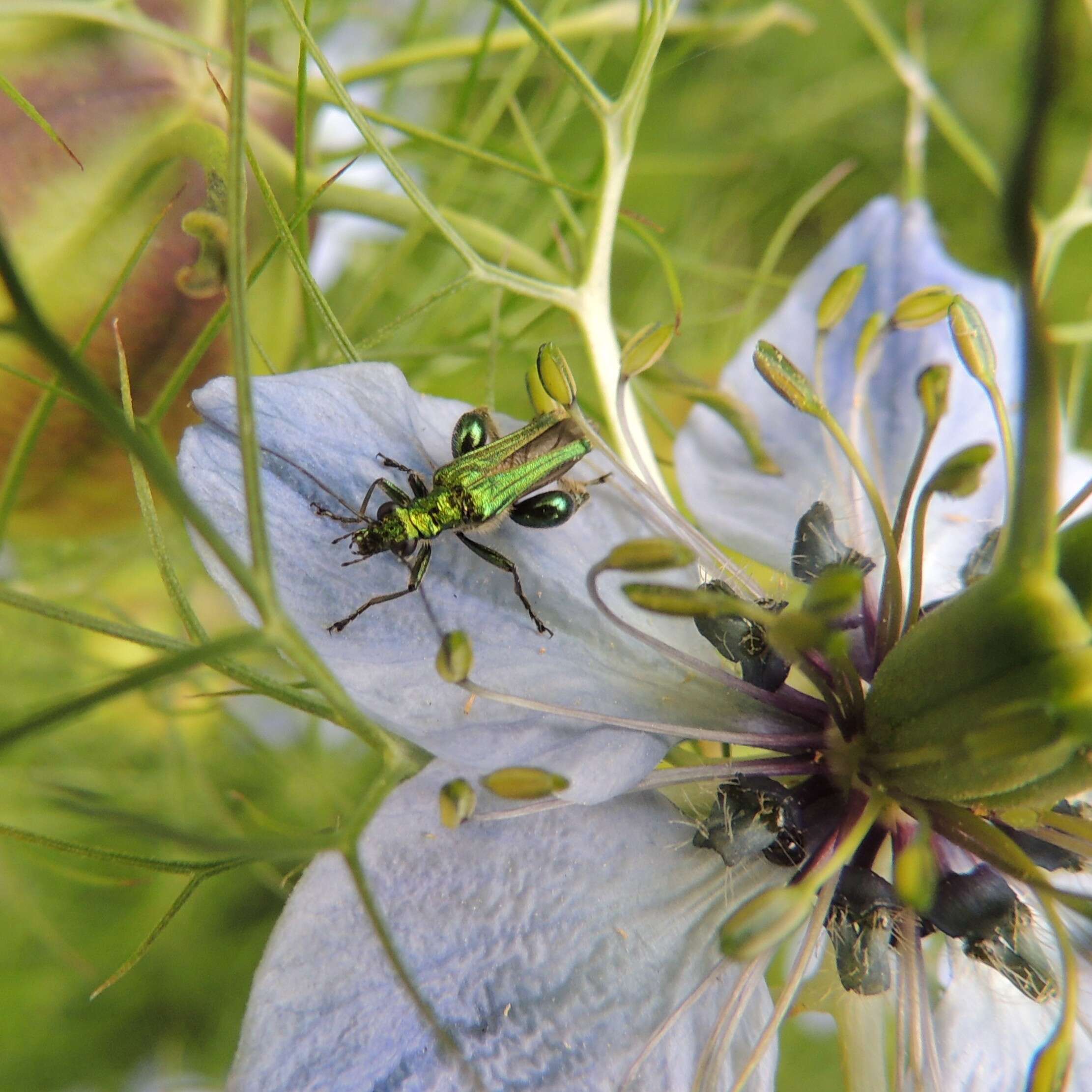 Image of Devil-in-a-bush