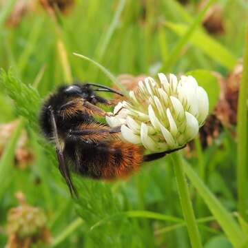 Image of Bombus rupestris (Fabricius 1793)