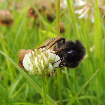 Image of Bombus rupestris (Fabricius 1793)