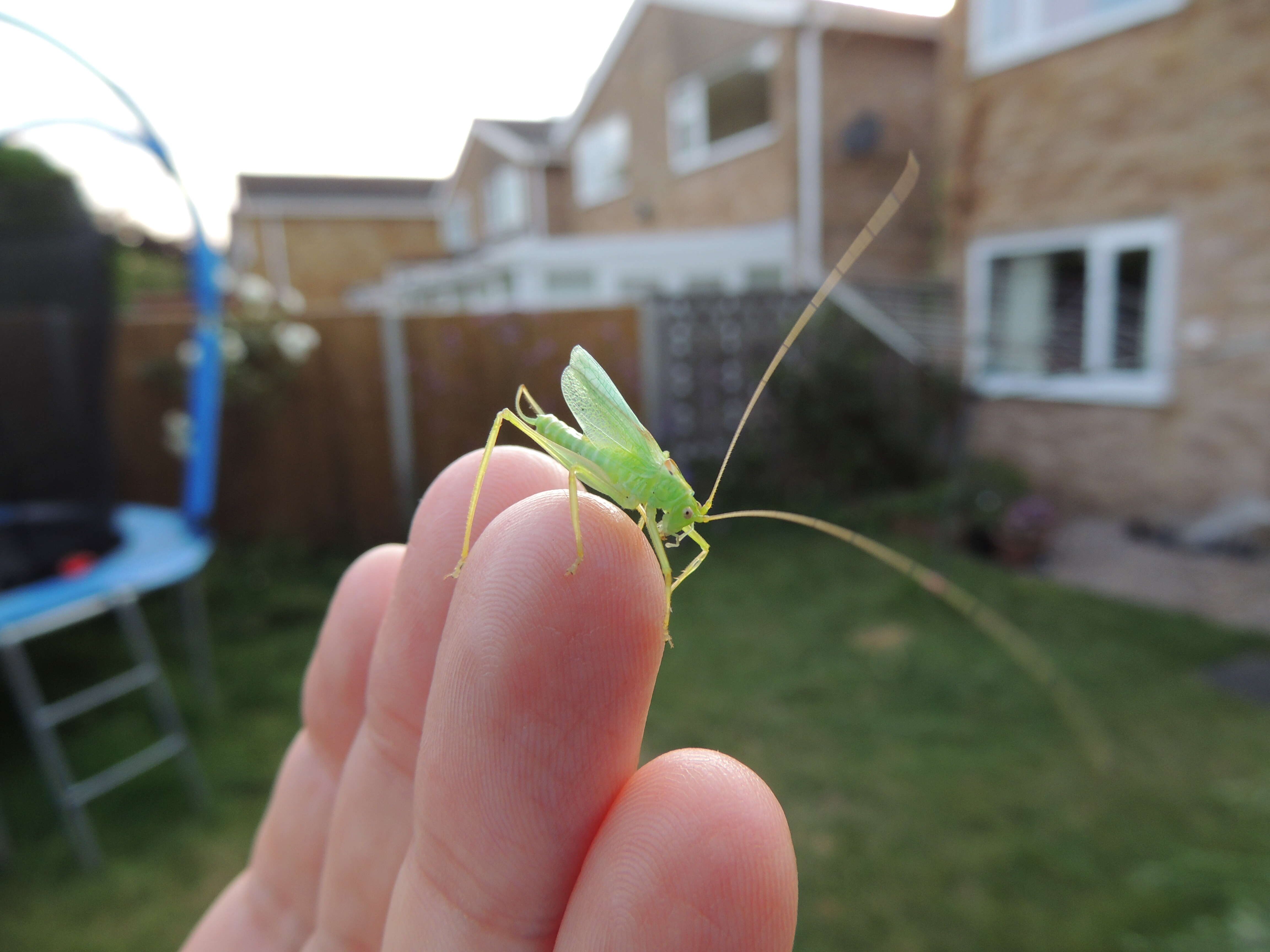 Image of Drumming Katydid