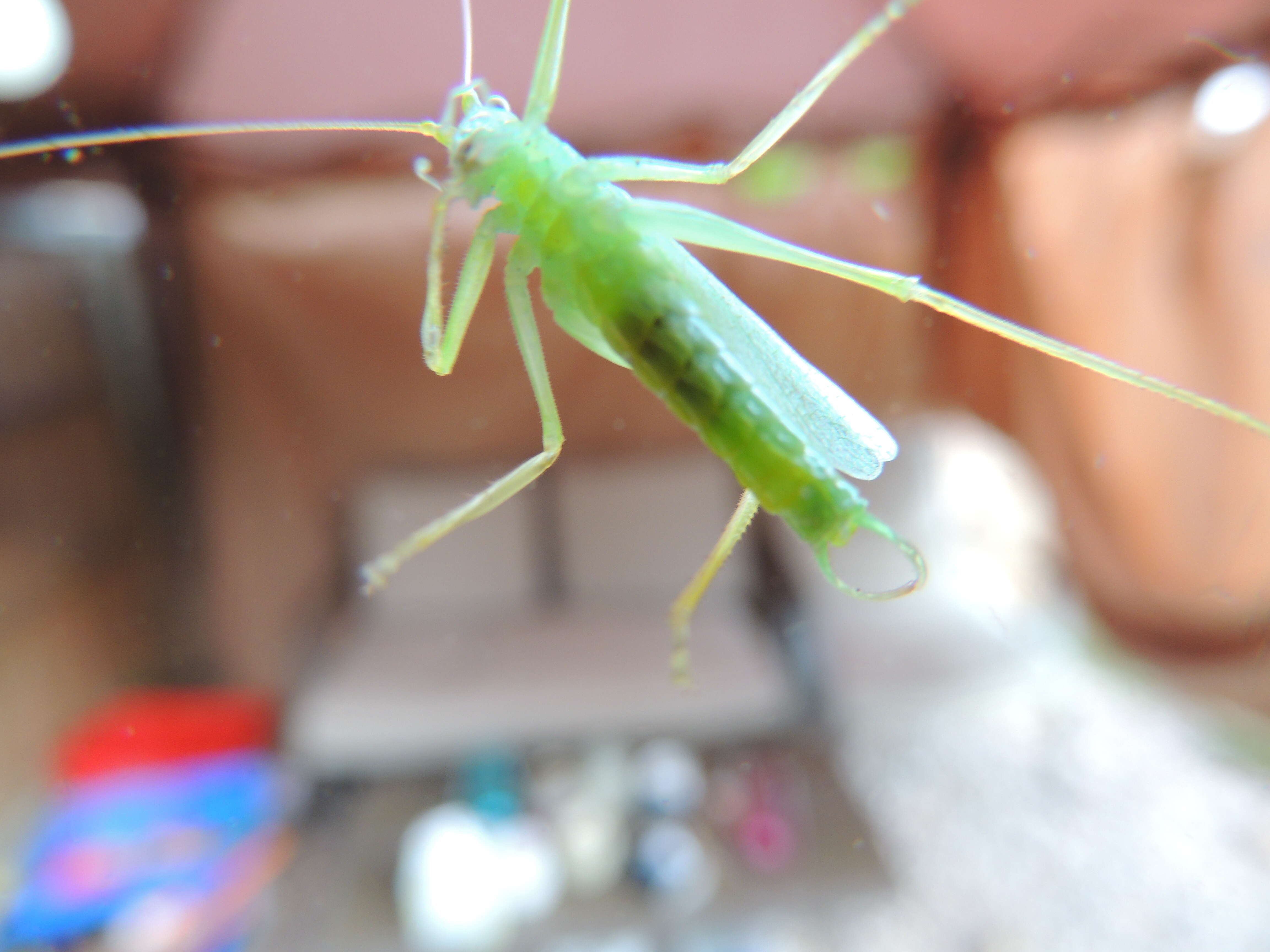 Image of Drumming Katydid