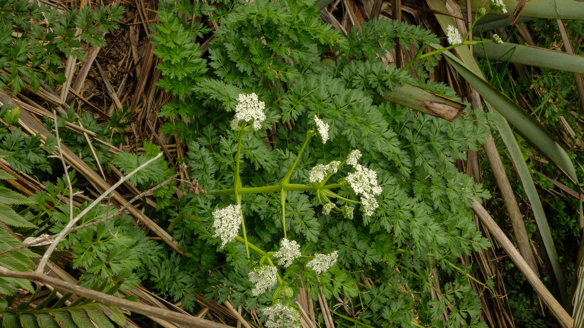 Anisotome lyallii Hook. fil.的圖片