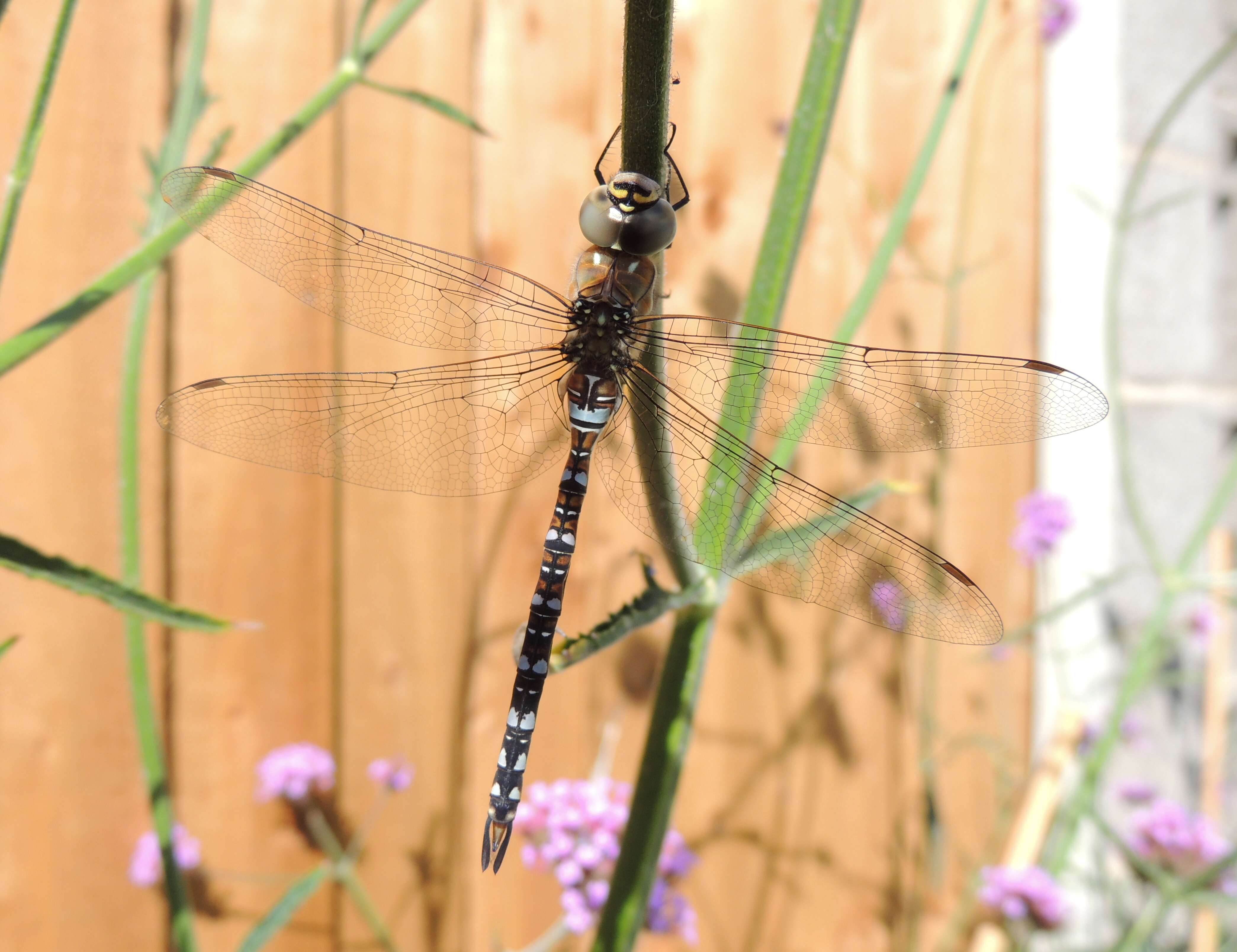 Image of Migrant Hawker