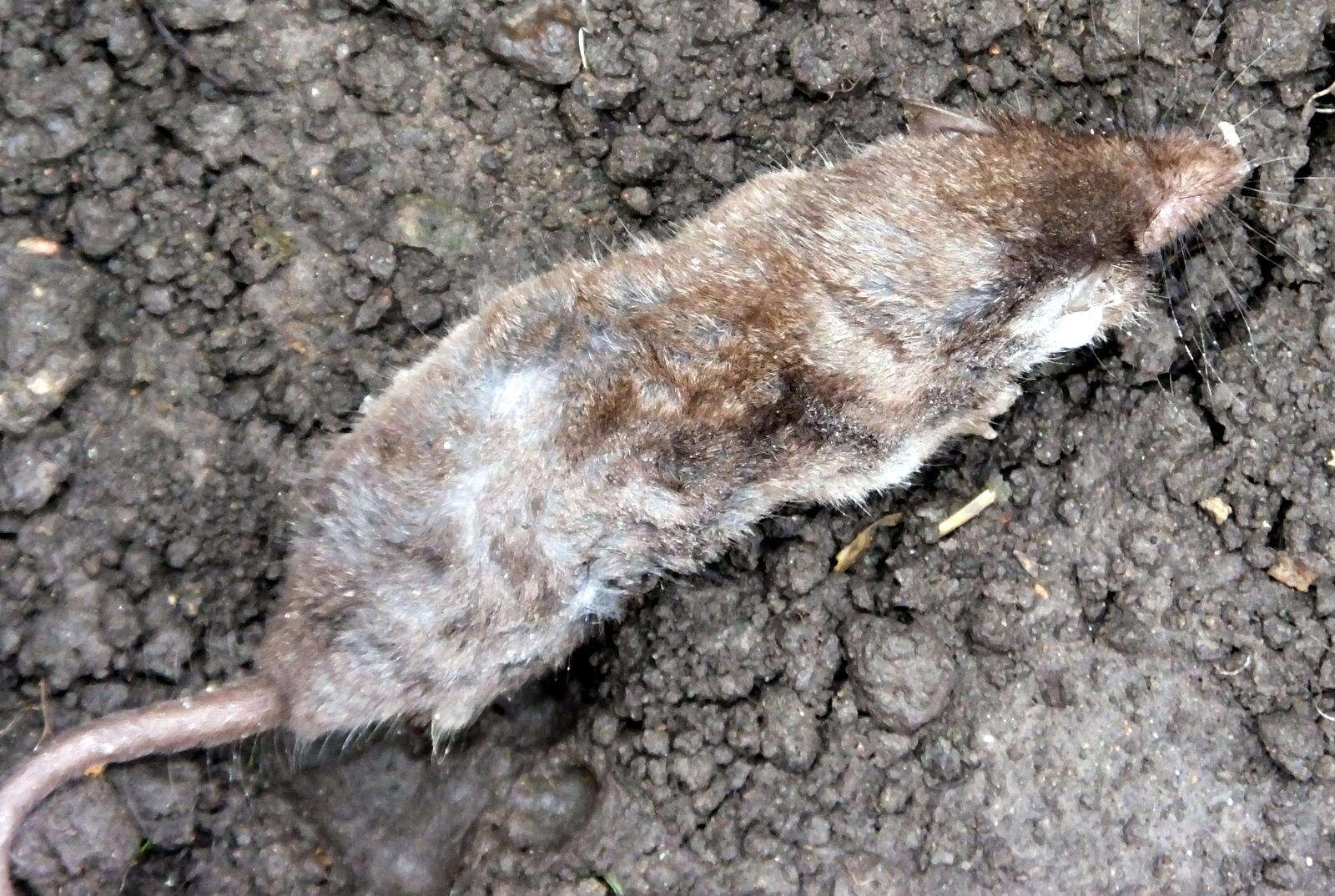 Image of Greater Red Musk Shrew