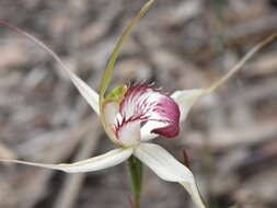 Image of Robust spider orchid