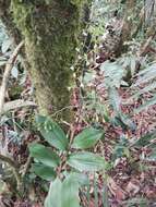 Image of Epidendrum veroscriptum Hágsater