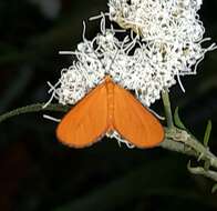 Plancia ëd Eudulophasia invaria Walker 1854