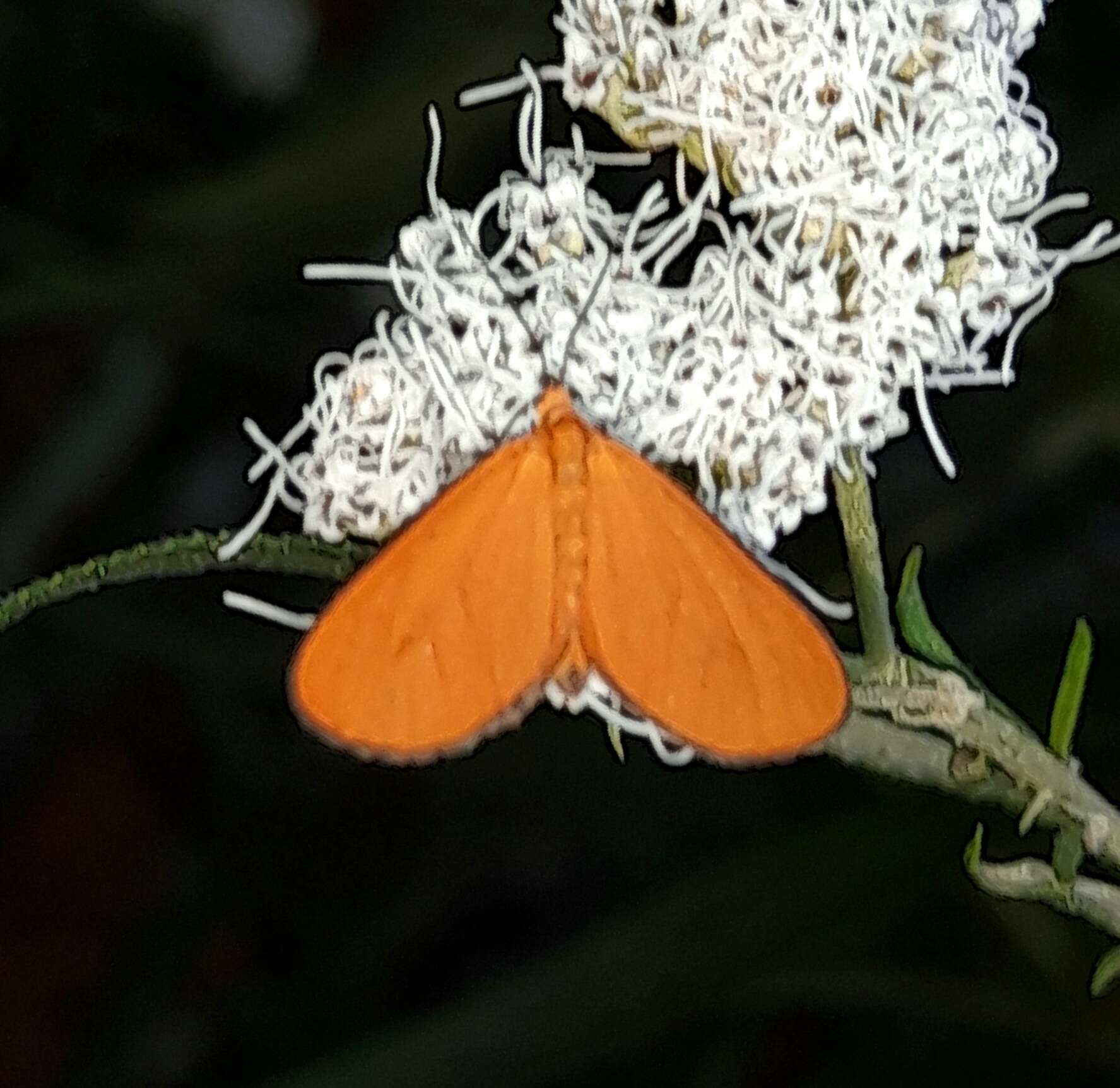 صورة Eudulophasia invaria Walker 1854