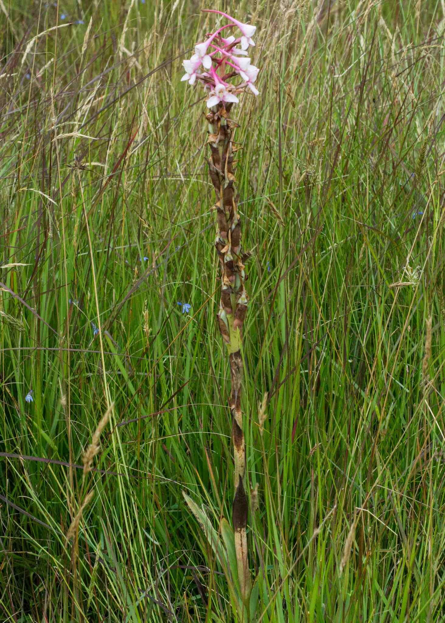 Image of Disa scullyi Bolus