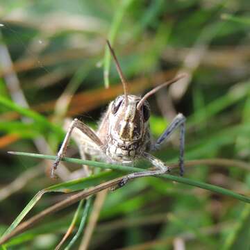 Image of Common Field Grasshopper