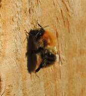 Image of Common carder bumblebee