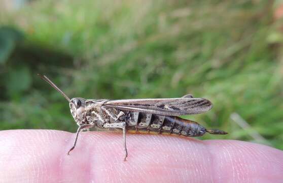 Image of Common Field Grasshopper