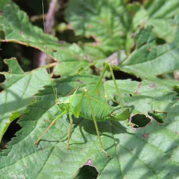 Image of speckled bush-cricket