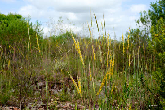 Imagem de Trachypogon spicatus (L. fil.) Kuntze