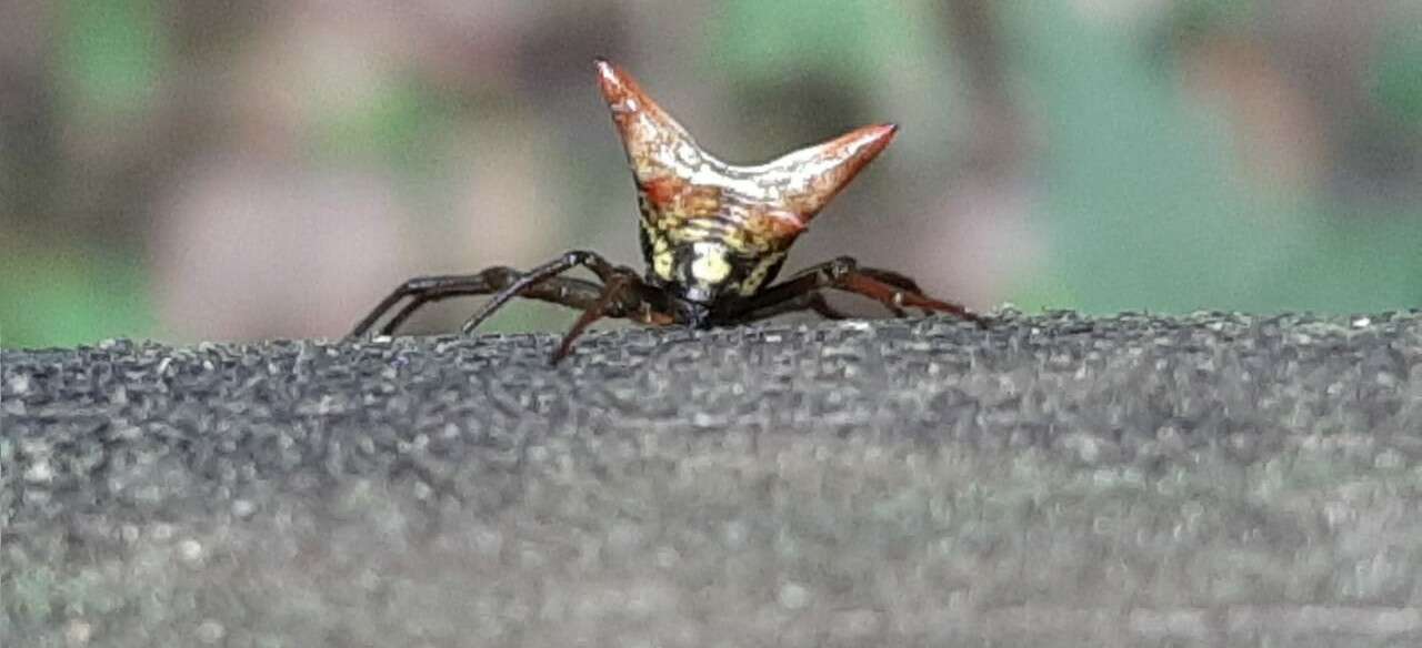 Image of Micrathena gaujoni Simon 1897