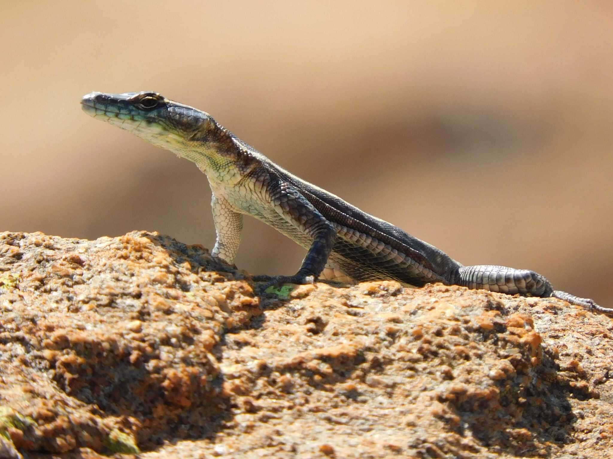 Image of Sekukhune Flat Lizard