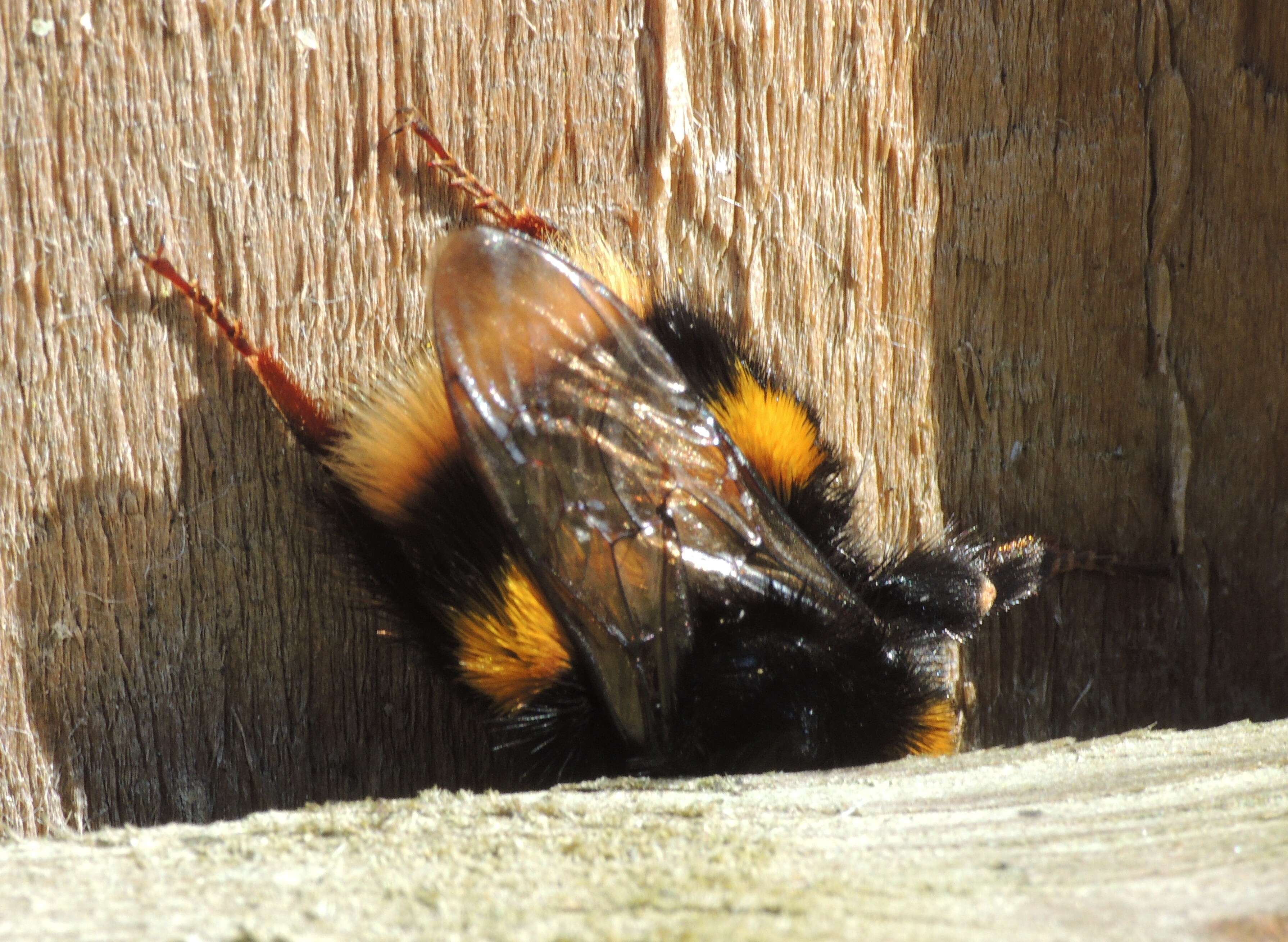 Image of Buff-tailed bumblebee