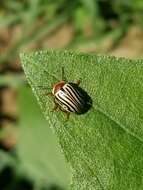 Image of Sunflower Beetle