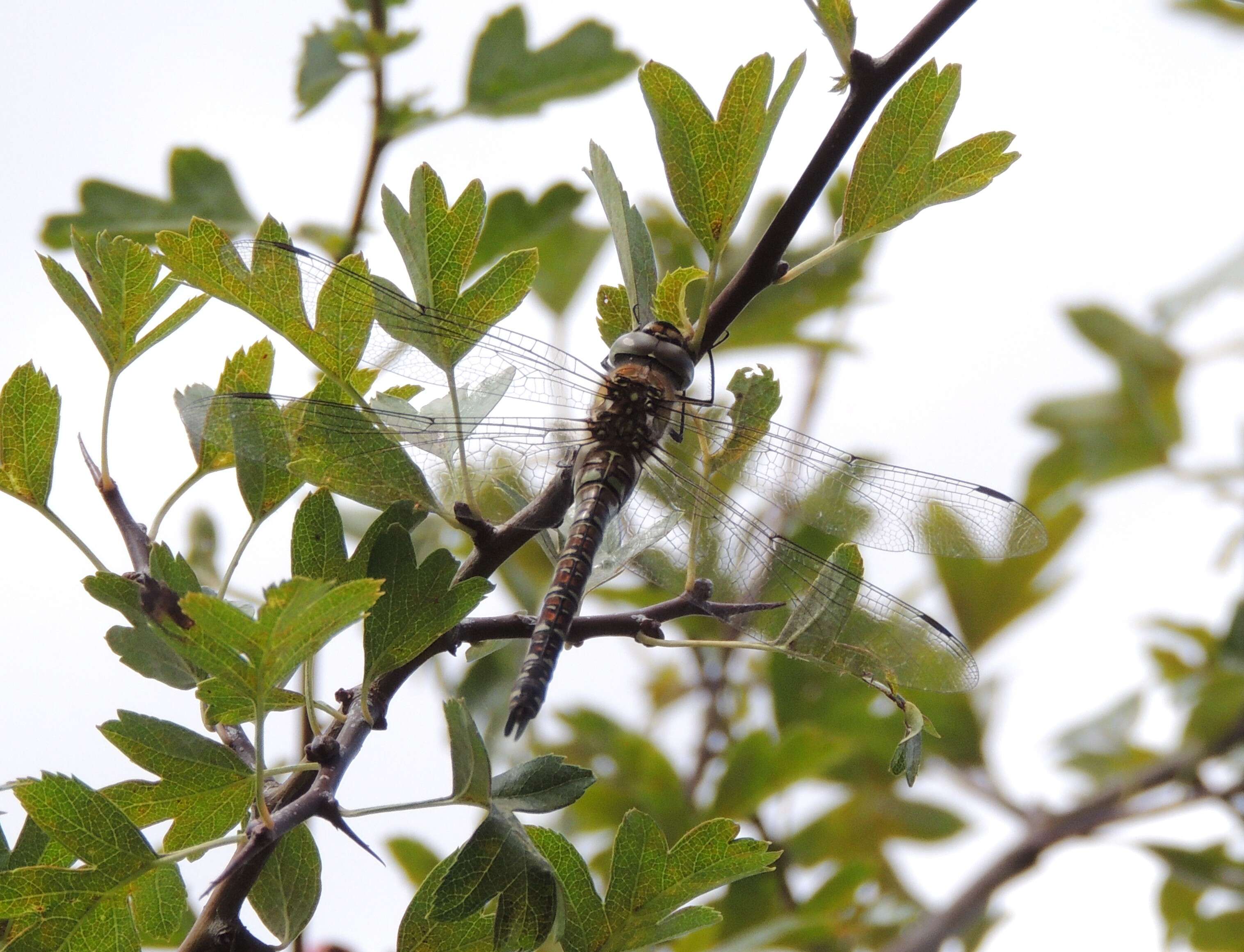 Image of Migrant Hawker