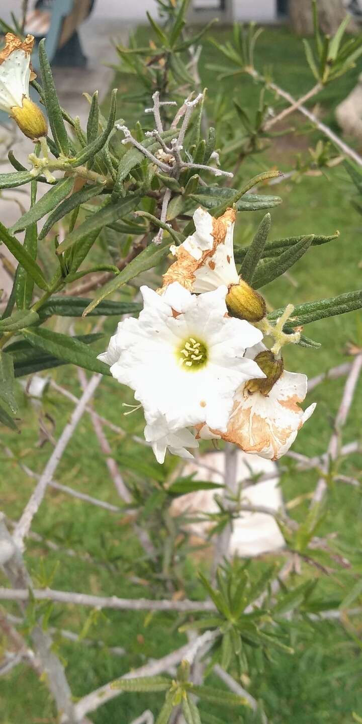 Image de Cordia decandra Hook. & Arn.