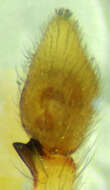 Image of Philodromus pinyonelis Schick 1965