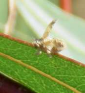 Image of Danepteryx robusta Doering 1940