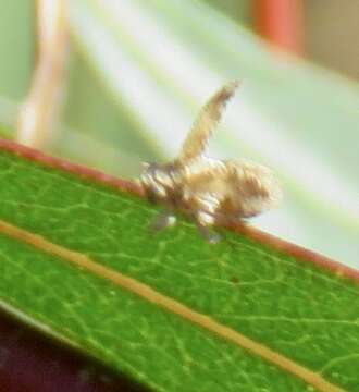 Imagem de Danepteryx robusta Doering 1940